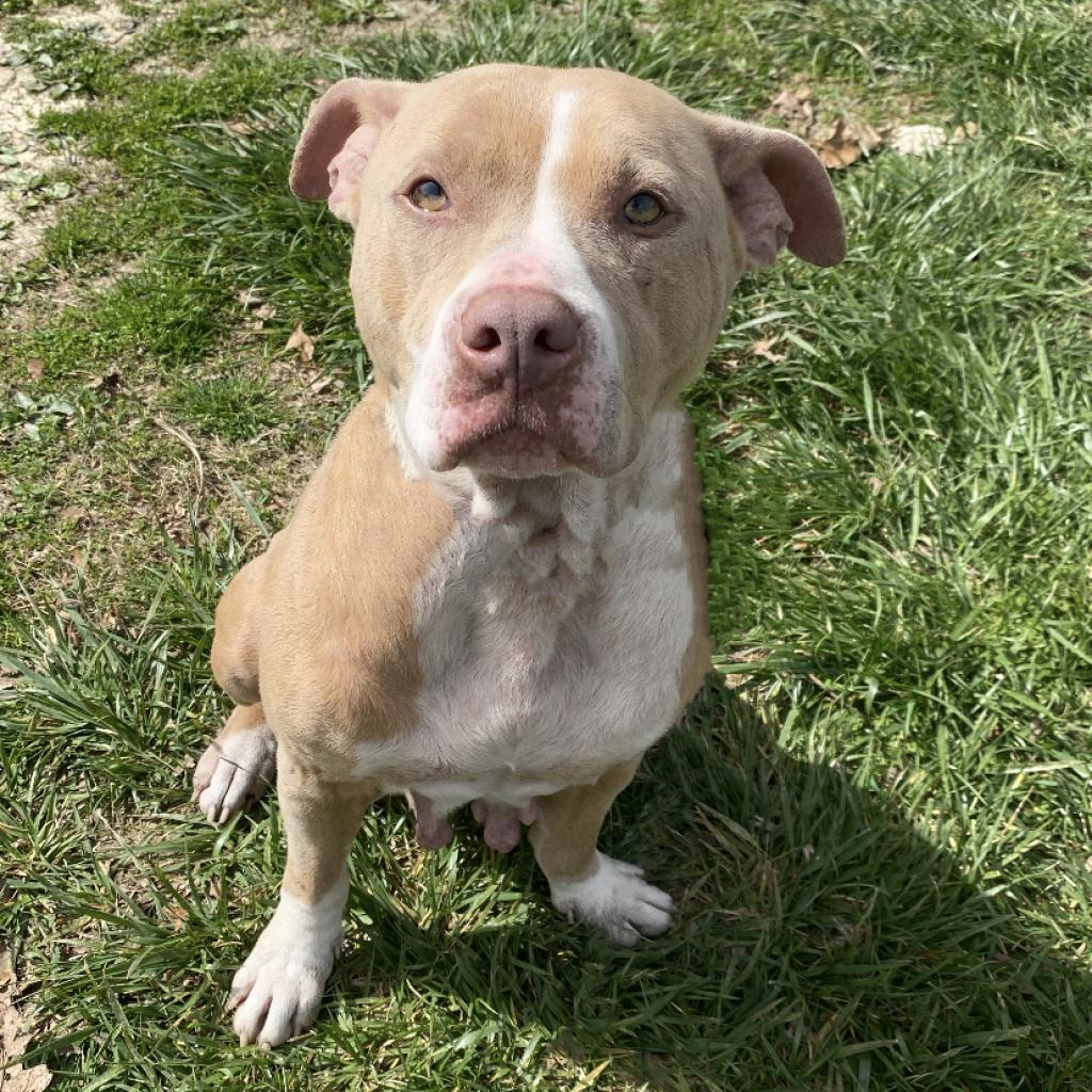 Enlarge Nova, a Adoptable mixed breed in Mount Vernon, IN image 3/6