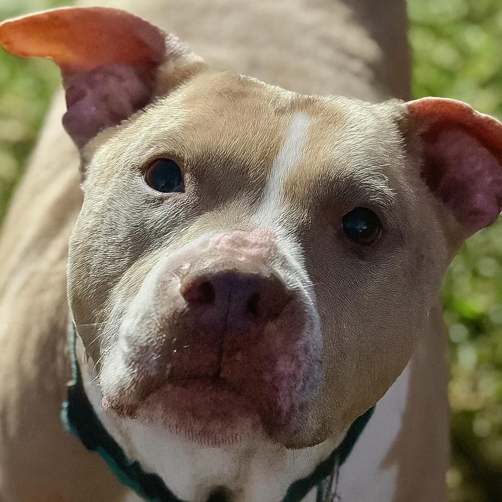 Enlarge Nova, a Adoptable mixed breed in Mount Vernon, IN image 5/6