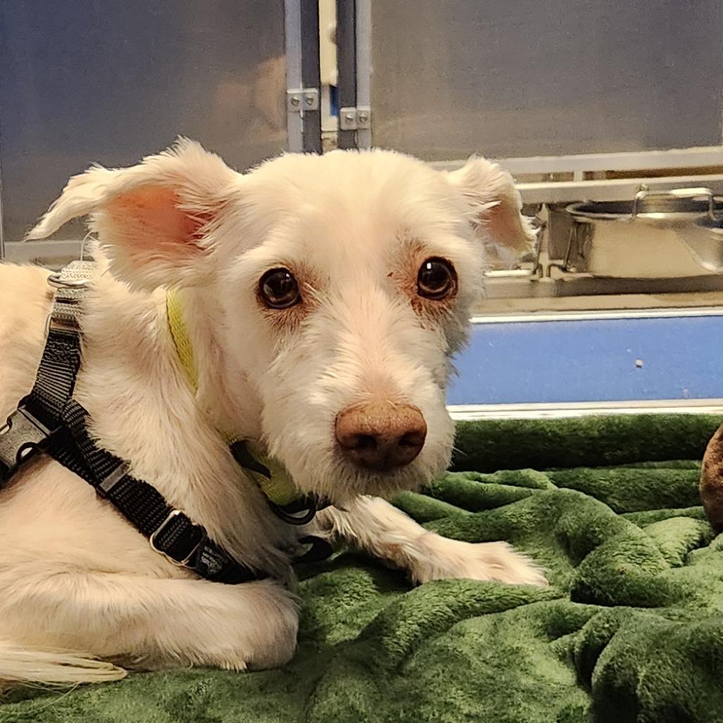 Neo, Adoptable, Adult Male Mixed Breed.