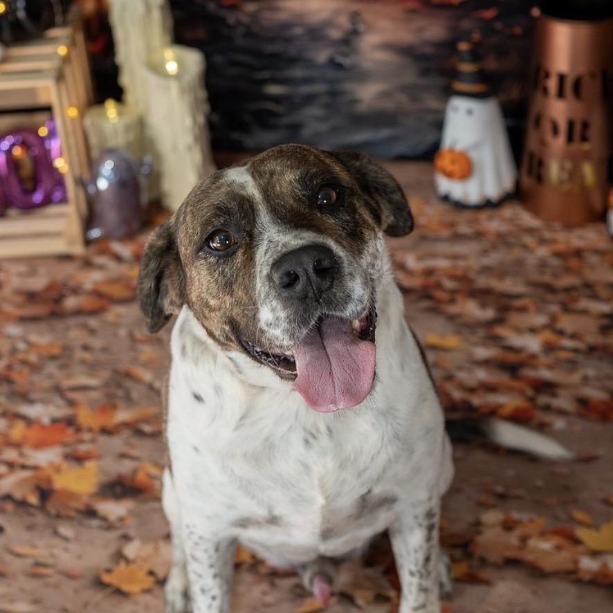 Enlarge Chip, a Adoptable Mixed Breed in Aberdeen, NC image 1/6