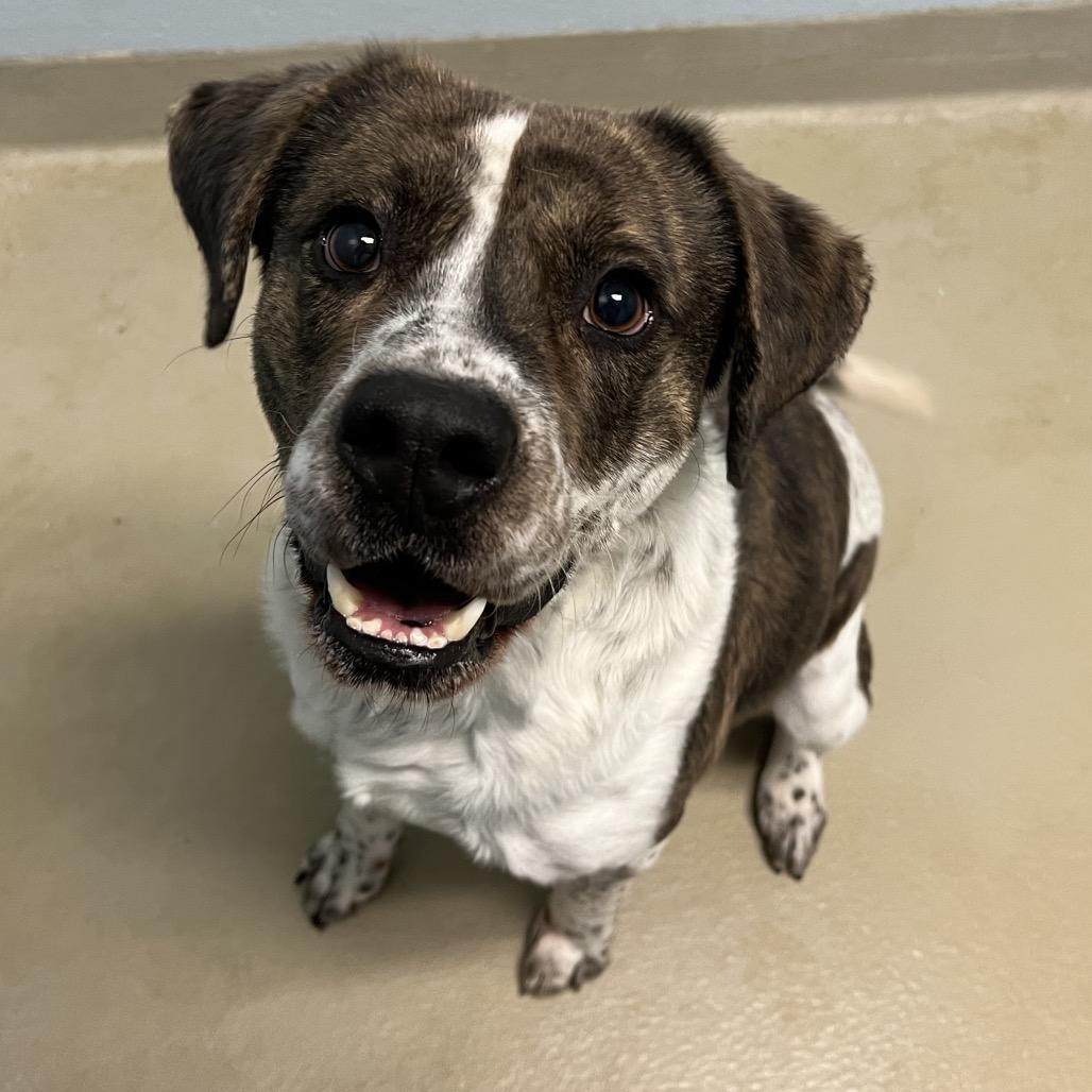 Enlarge Chip, a Adoptable Mixed Breed in Aberdeen, NC image 2/6