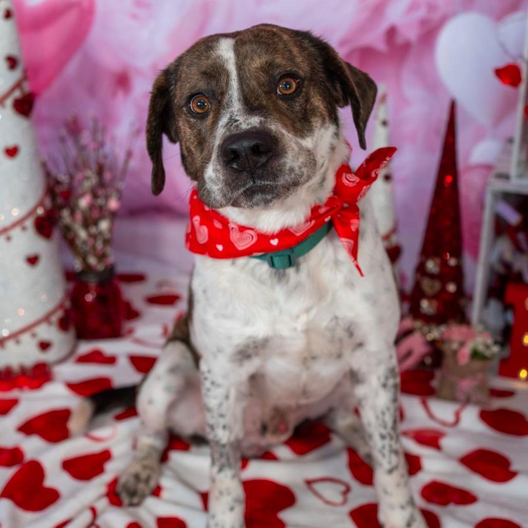 Enlarge Chip, a Adoptable Mixed Breed in Aberdeen, NC image 3/6