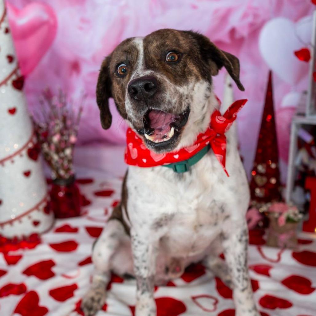 Enlarge Chip, a Adoptable Mixed Breed in Aberdeen, NC image 5/6