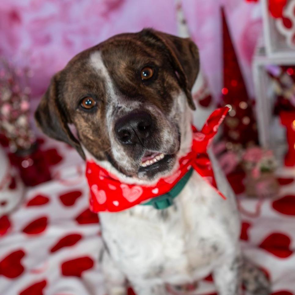 Enlarge Chip, a Adoptable Mixed Breed in Aberdeen, NC image 6/6