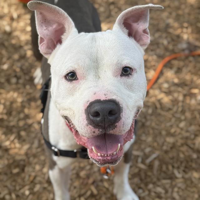 OZWALD, Adoptable, Young Male Pit Bull Terrier & Mixed Breed.