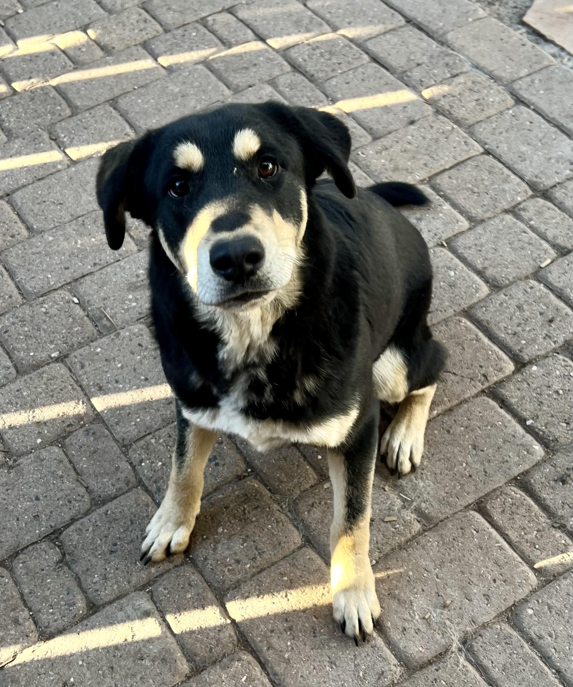 Buster, ADOPTABLE, Adult Male Labrador Retriever.