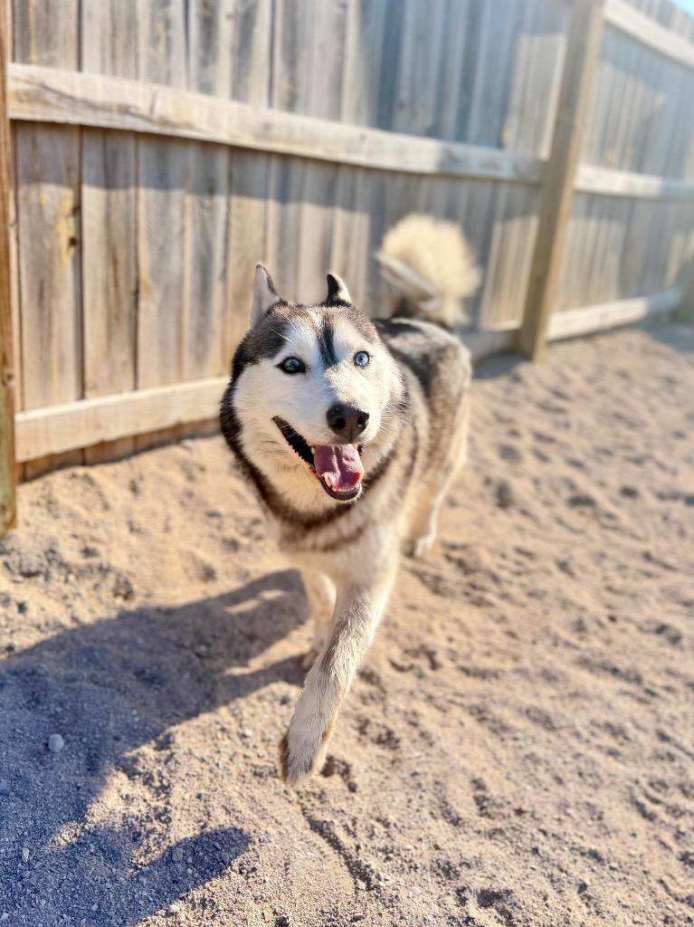 Enlarge Falcon, a Adoptable Husky in Muskegon, MI image 1/3