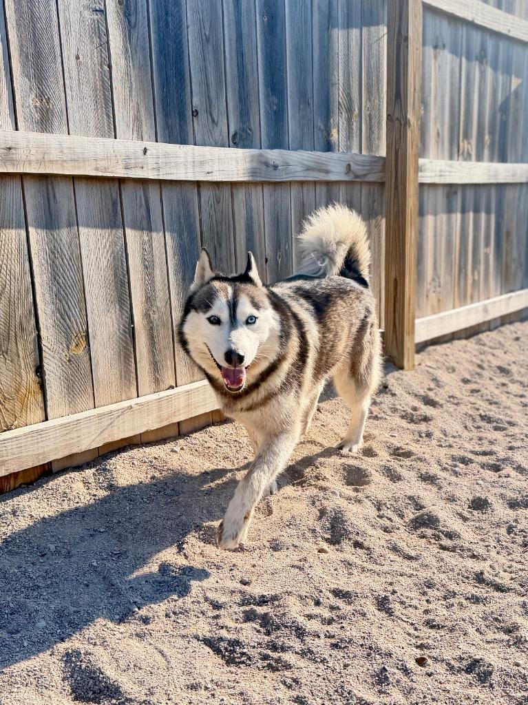 Enlarge Falcon, a Adoptable Husky in Muskegon, MI image 2/3