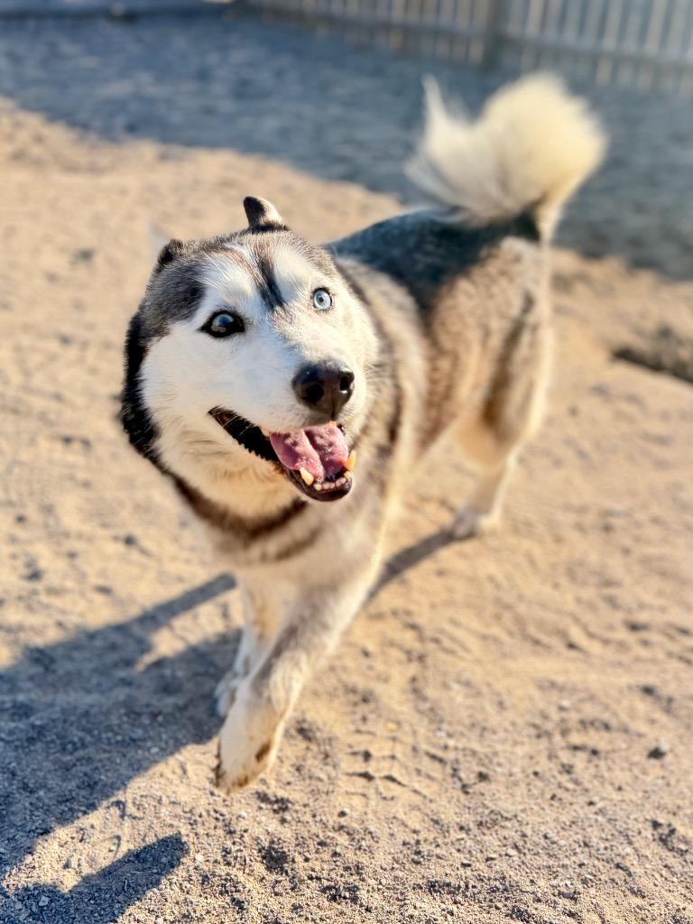 Enlarge Falcon, a Adoptable Husky in Muskegon, MI image 3/3