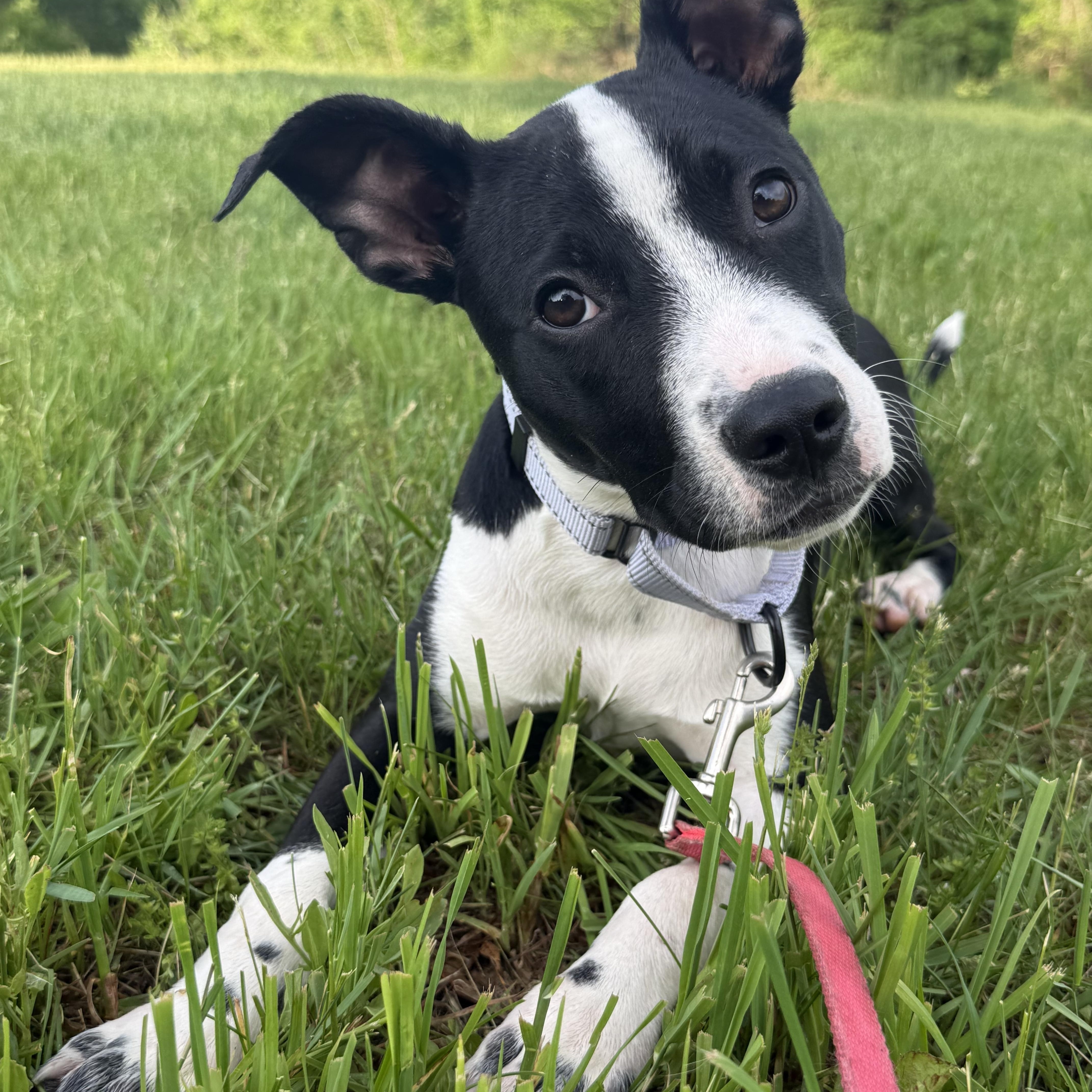 Province in NH! Come Meet our Adoptable Dogs Wednesday-Saturday. More info in Bio!, ADOPTABLE, Puppy Female Cattle Dog.