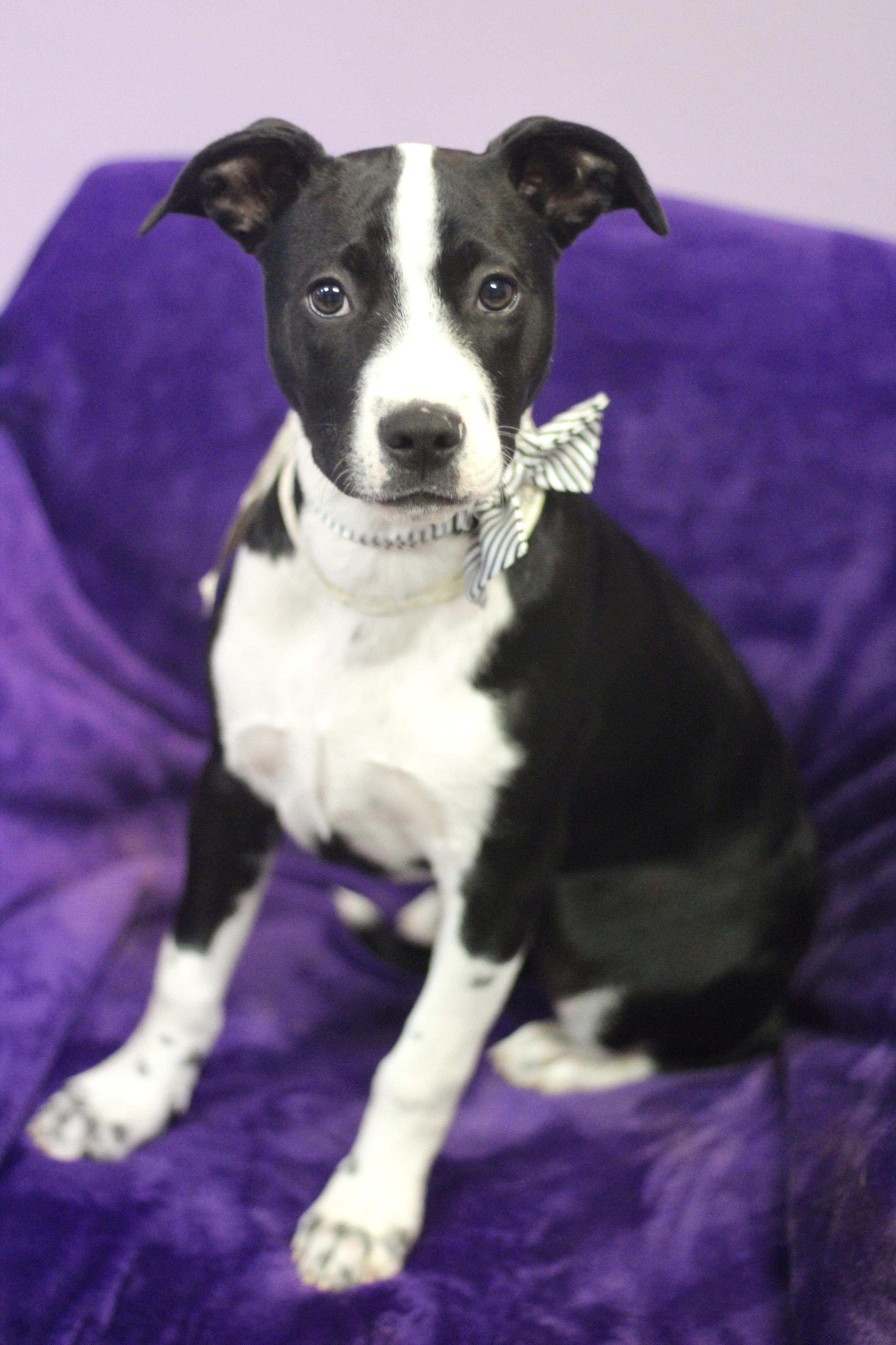 Province in NH! Come Meet our Adoptable Dogs Wednesday-Saturday. More info in Bio!, a ADOPTABLE mixed breed in Manchester, NH image 2/3