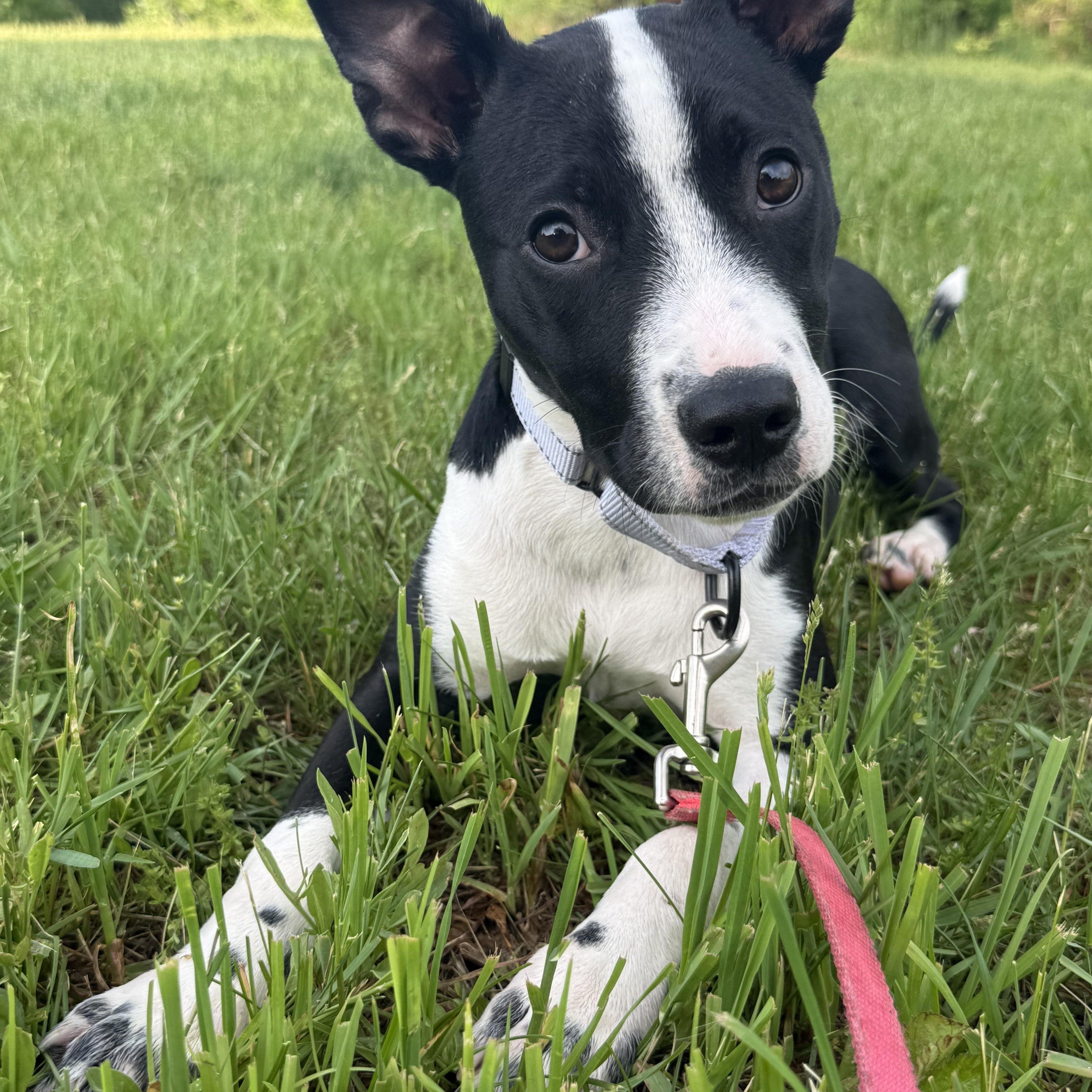 Province in NH! Come Meet our Adoptable Dogs Wednesday-Saturday. More info in Bio!, a ADOPTABLE mixed breed in Manchester, NH image 3/3