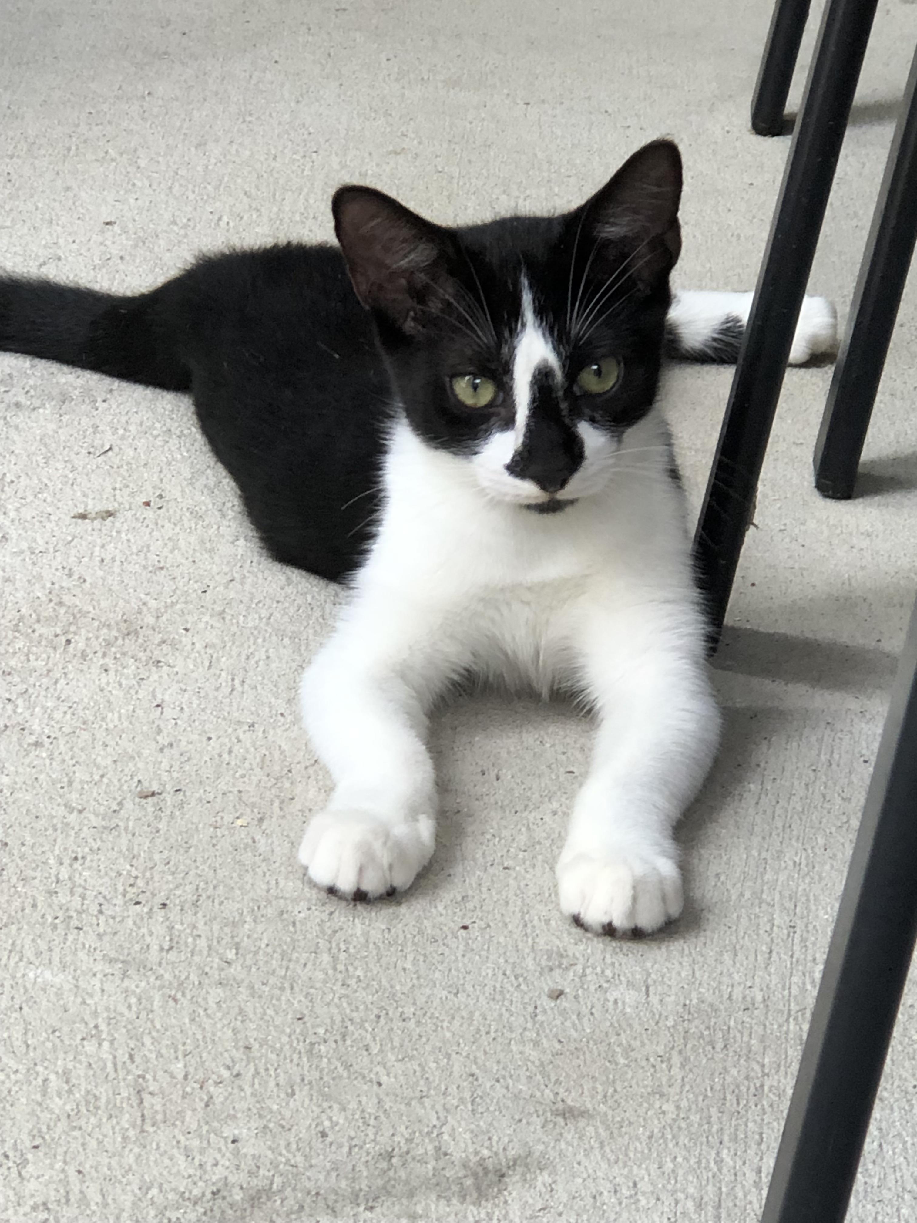 Pepper - North Conroe (FH Albert)