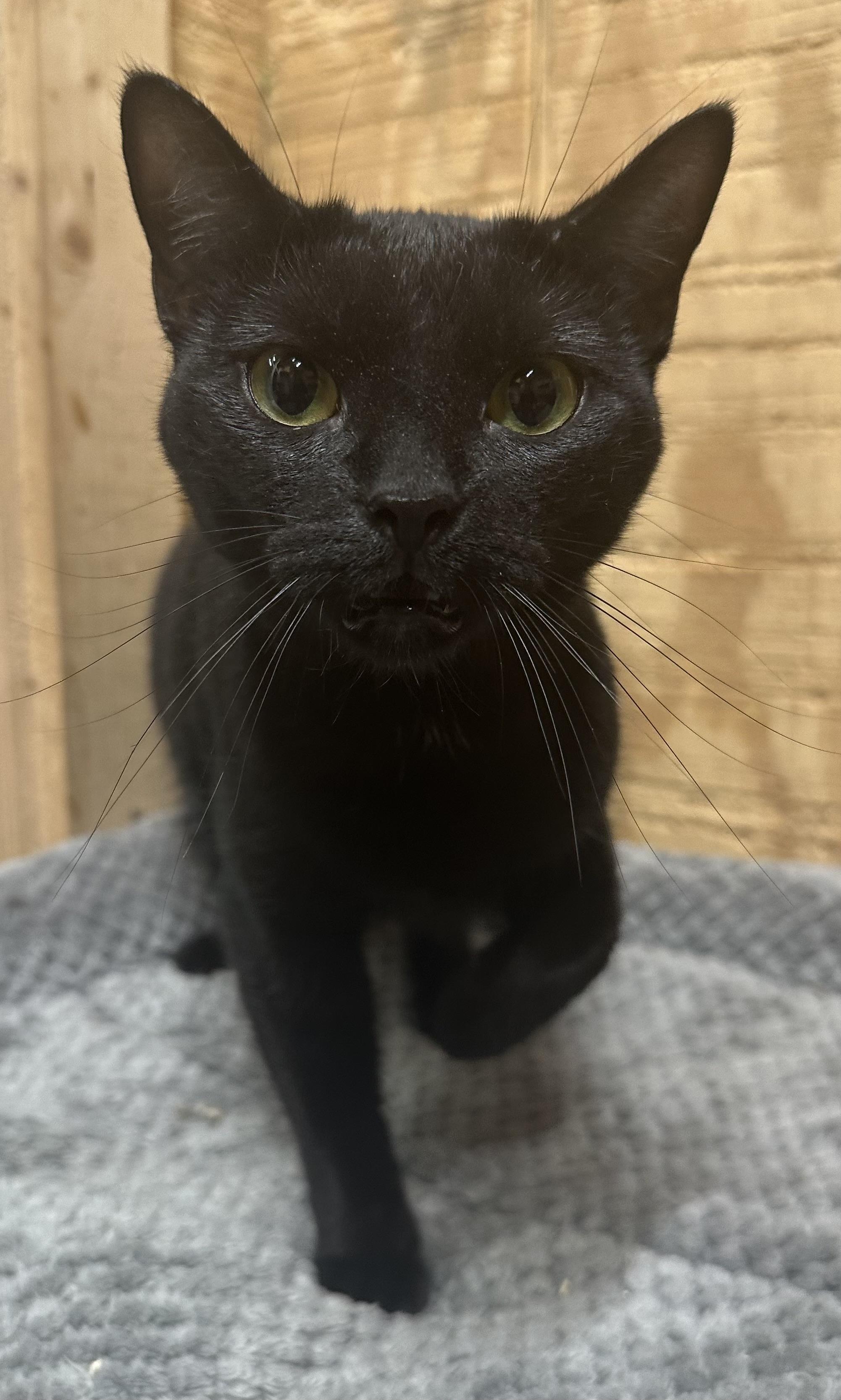 Enlarge Samantha, an adopted Domestic Short Hair in Marion, NC image 1/1