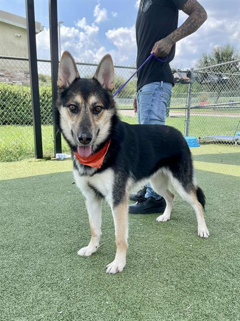 Enlarge BUSTER, a Adoptable German Shepherd Dog in Pasadena, TX image 1/1