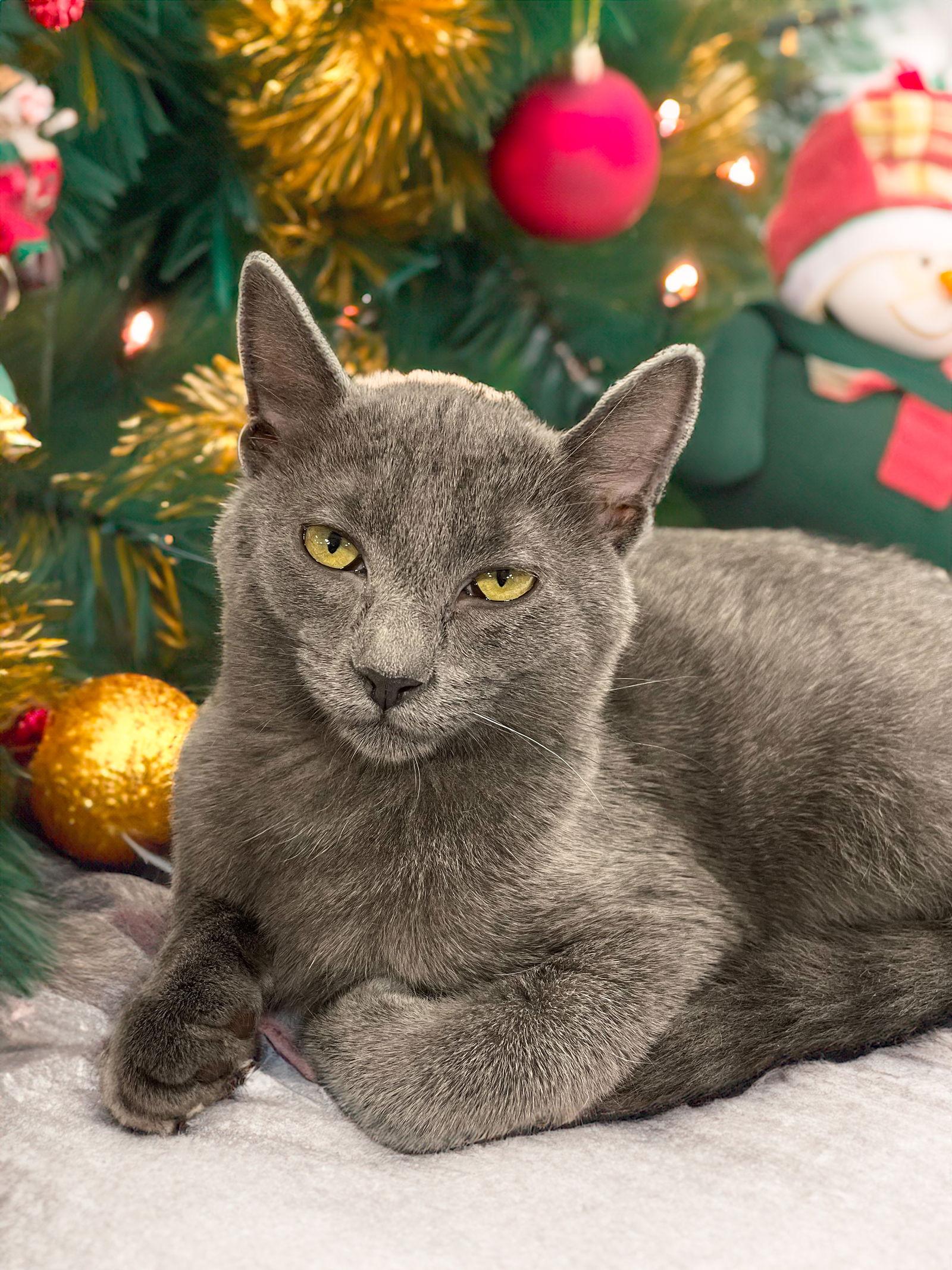 Ashley, a Adoptable Domestic Short Hair in Chandler, AZ image 1/2