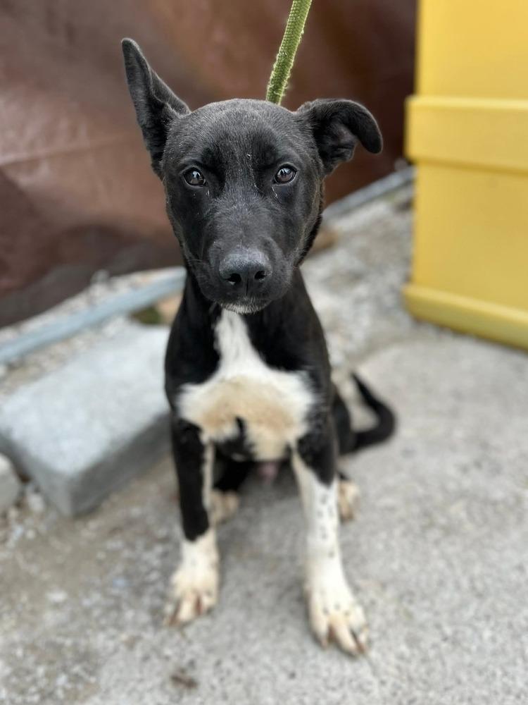 Enlarge Pongo, a Adoptable mixed breed in Appleton, WI image 1/3