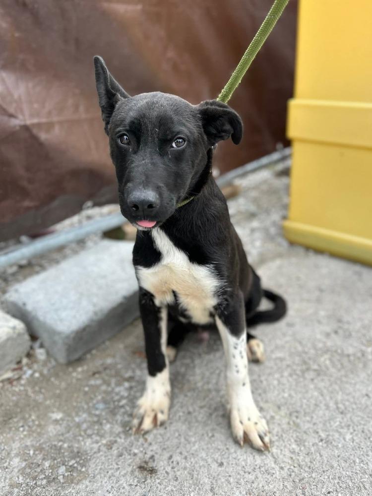 Enlarge Pongo, a Adoptable mixed breed in Appleton, WI image 2/3