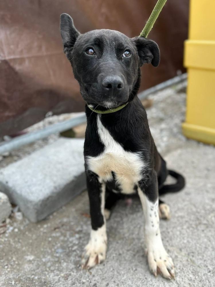 Enlarge Pongo, a Adoptable mixed breed in Appleton, WI image 3/3