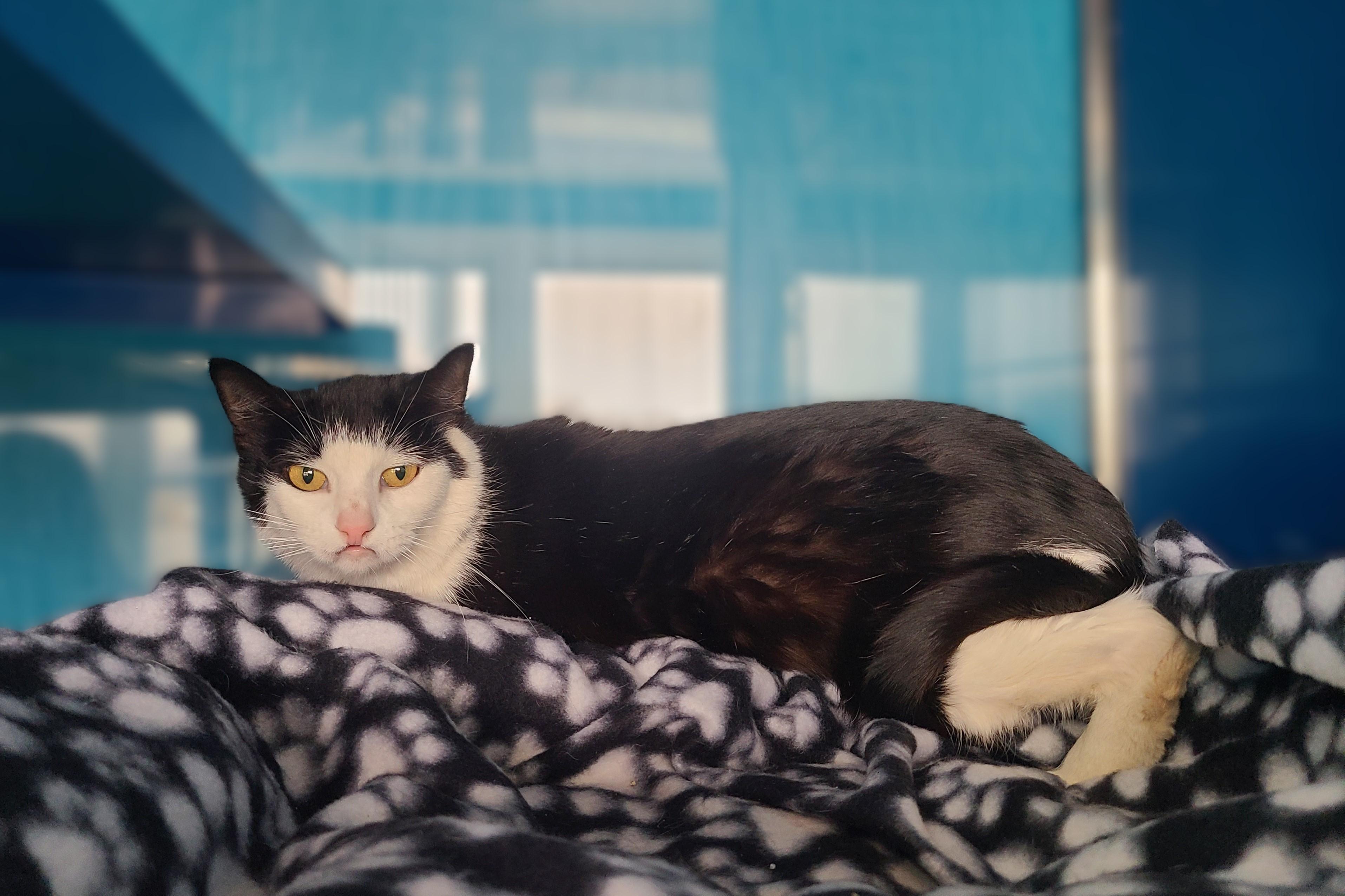 Fran, a ADOPTABLE Domestic Short Hair in Elizabeth, IL image 1/2