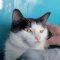 Fran, a ADOPTABLE Domestic Short Hair in Elizabeth, IL image 2/2