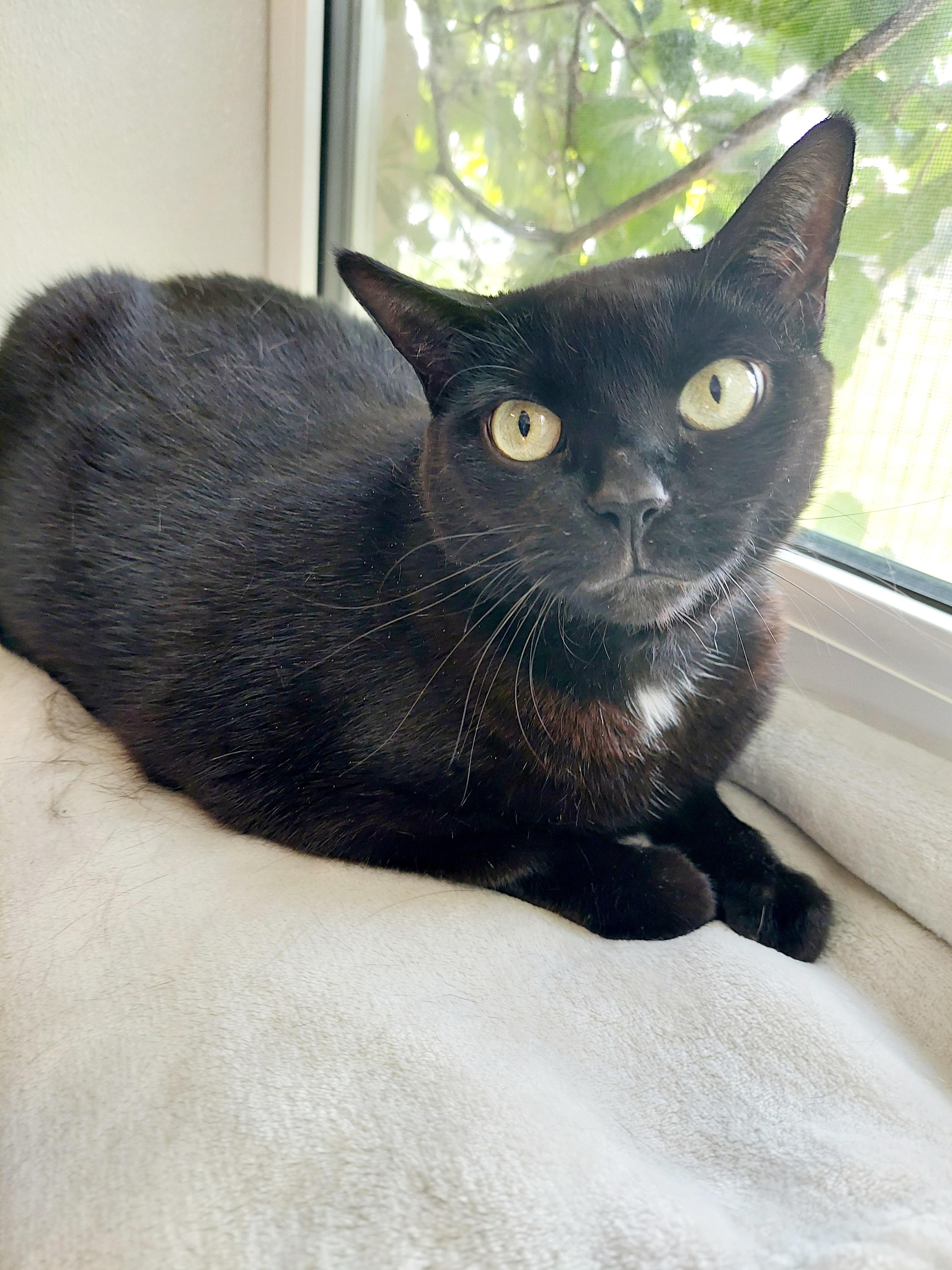 Enlarge Janice, a ADOPTABLE mixed breed in Keswick, ON image 1/1