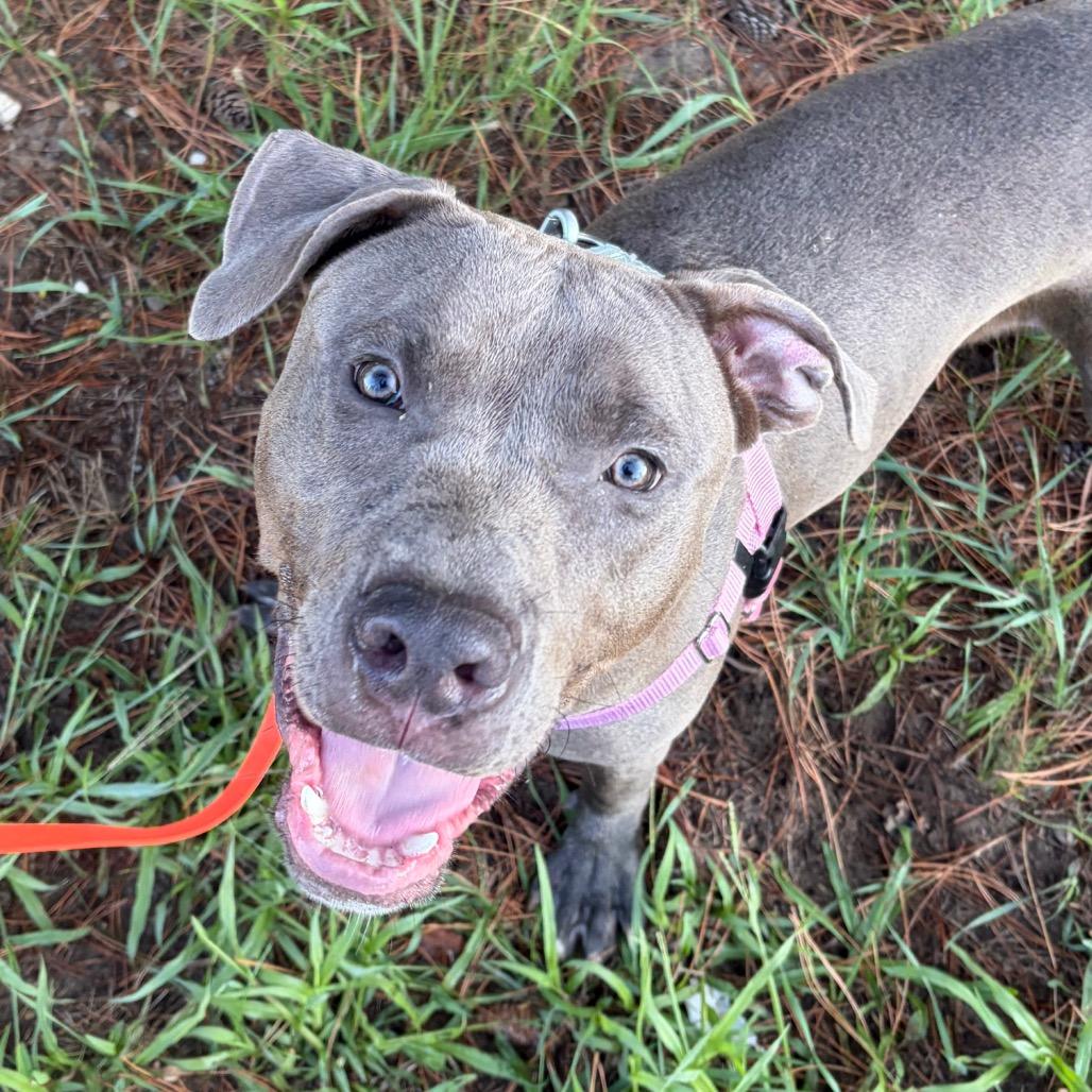 Stitch, Adoptable, Adult Male Mixed Breed.