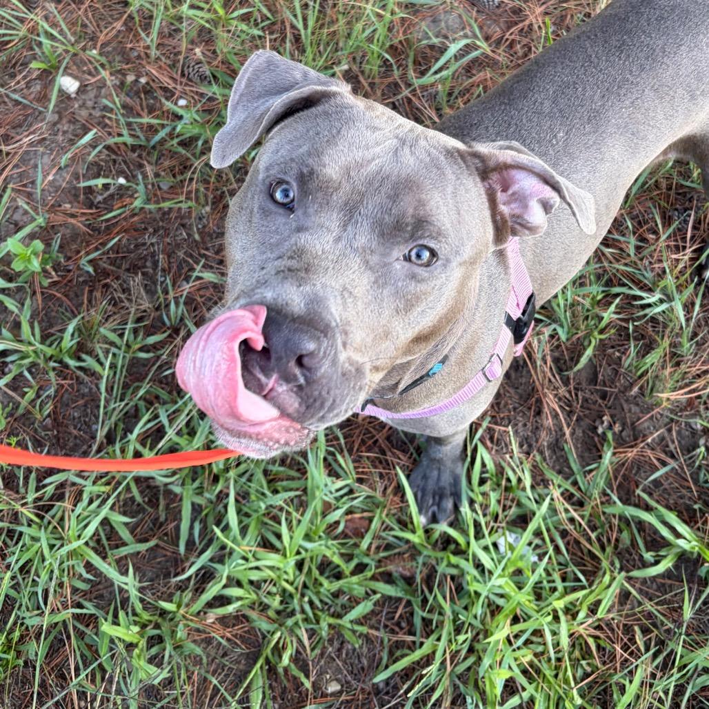 Enlarge Stitch, a Adoptable Mixed Breed in West Olive, MI image 2/5