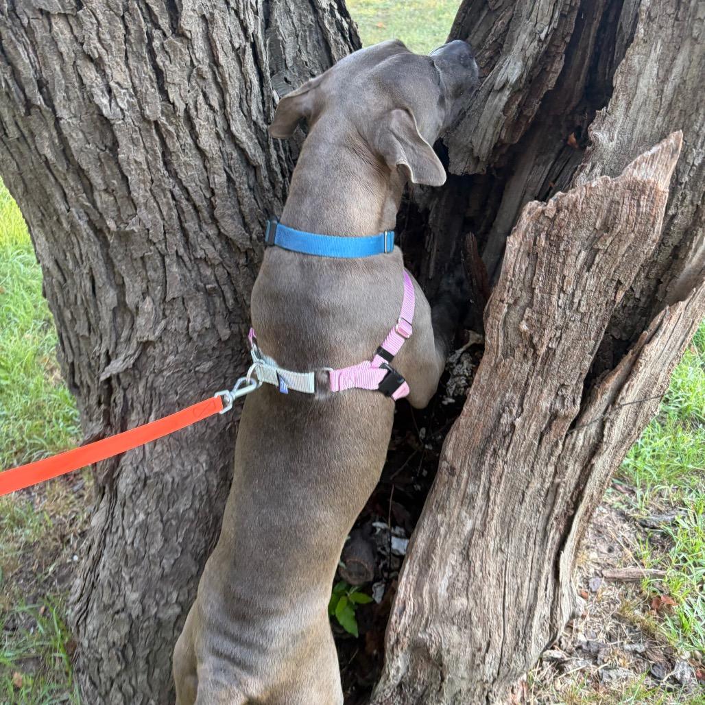 Enlarge Stitch, a Adoptable Mixed Breed in West Olive, MI image 3/5