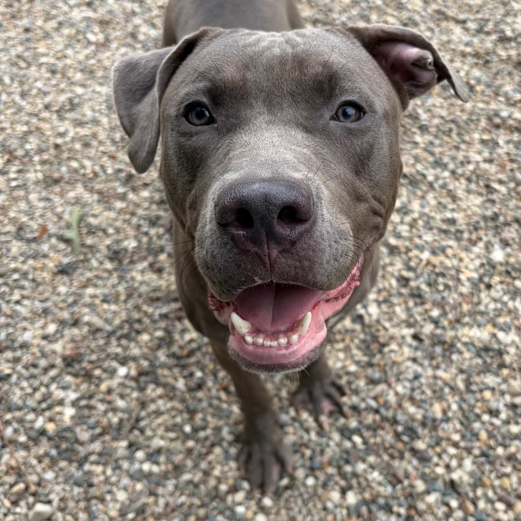 Enlarge Stitch, a Adoptable Mixed Breed in West Olive, MI image 4/5