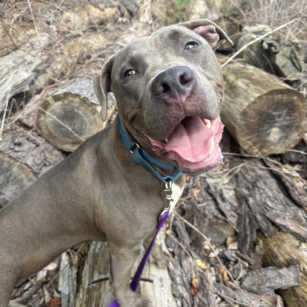 Enlarge Stitch, a Adoptable Mixed Breed in West Olive, MI image 4/6