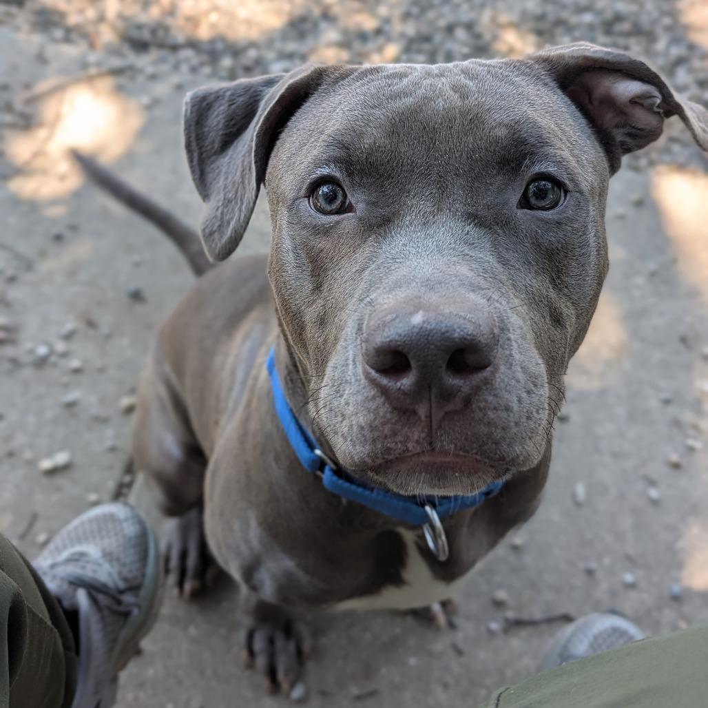 Enlarge Stitch, a Adoptable Mixed Breed in West Olive, MI image 5/5