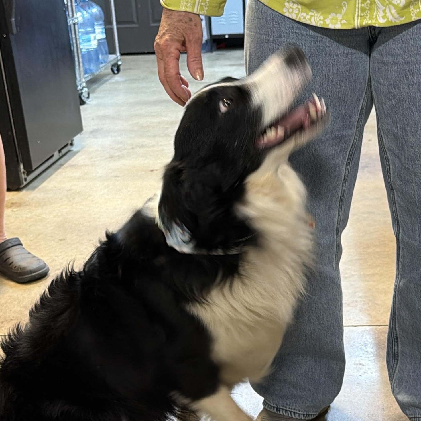 Enlarge CHEVY, a Adopted Border Collie in Shawnee, OK image 2/2