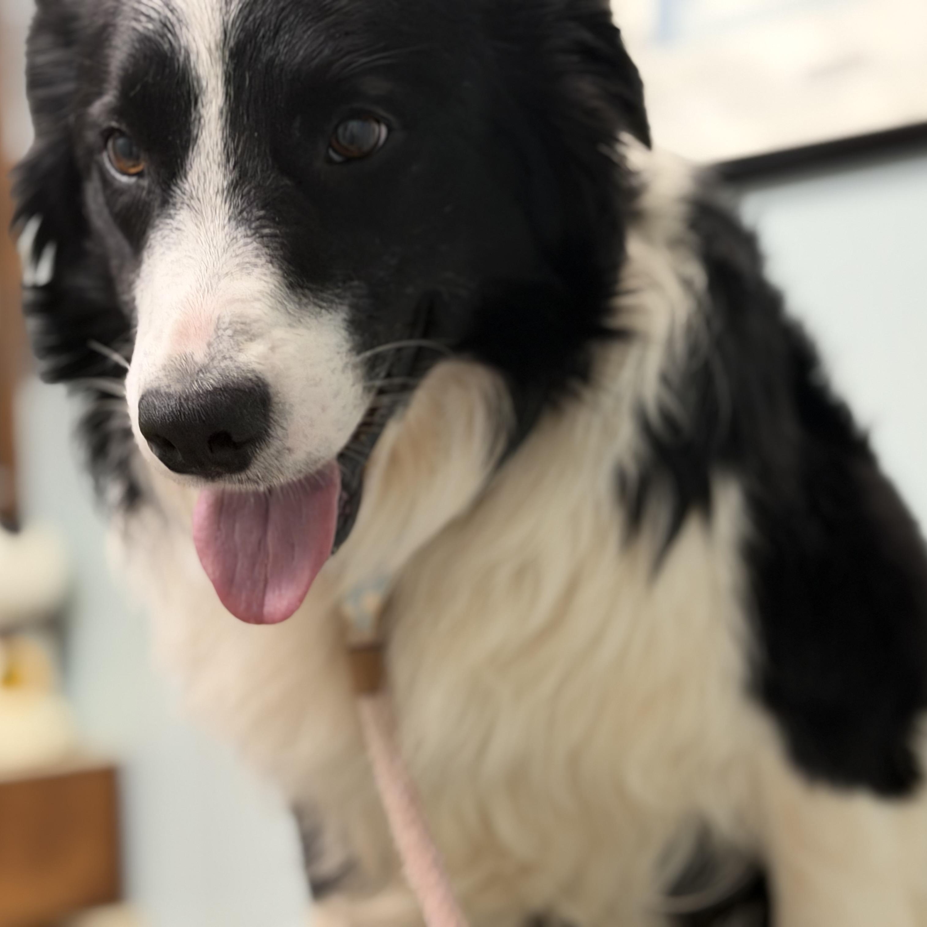 CHEVY, Adopted, Young Male Border Collie.