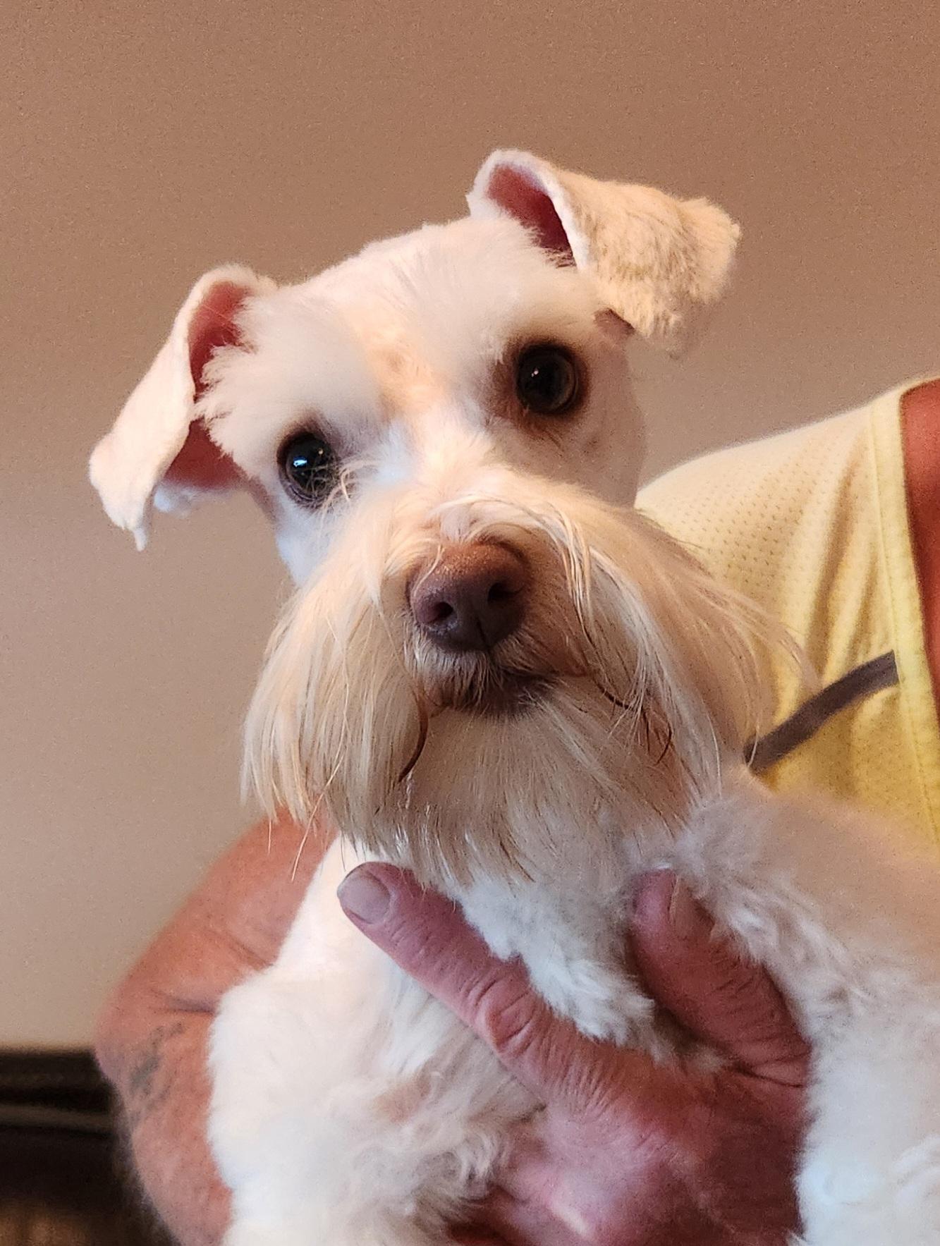 Enlarge Hazel, an adopted Miniature Schnauzer in North Augusta, SC image 4/4