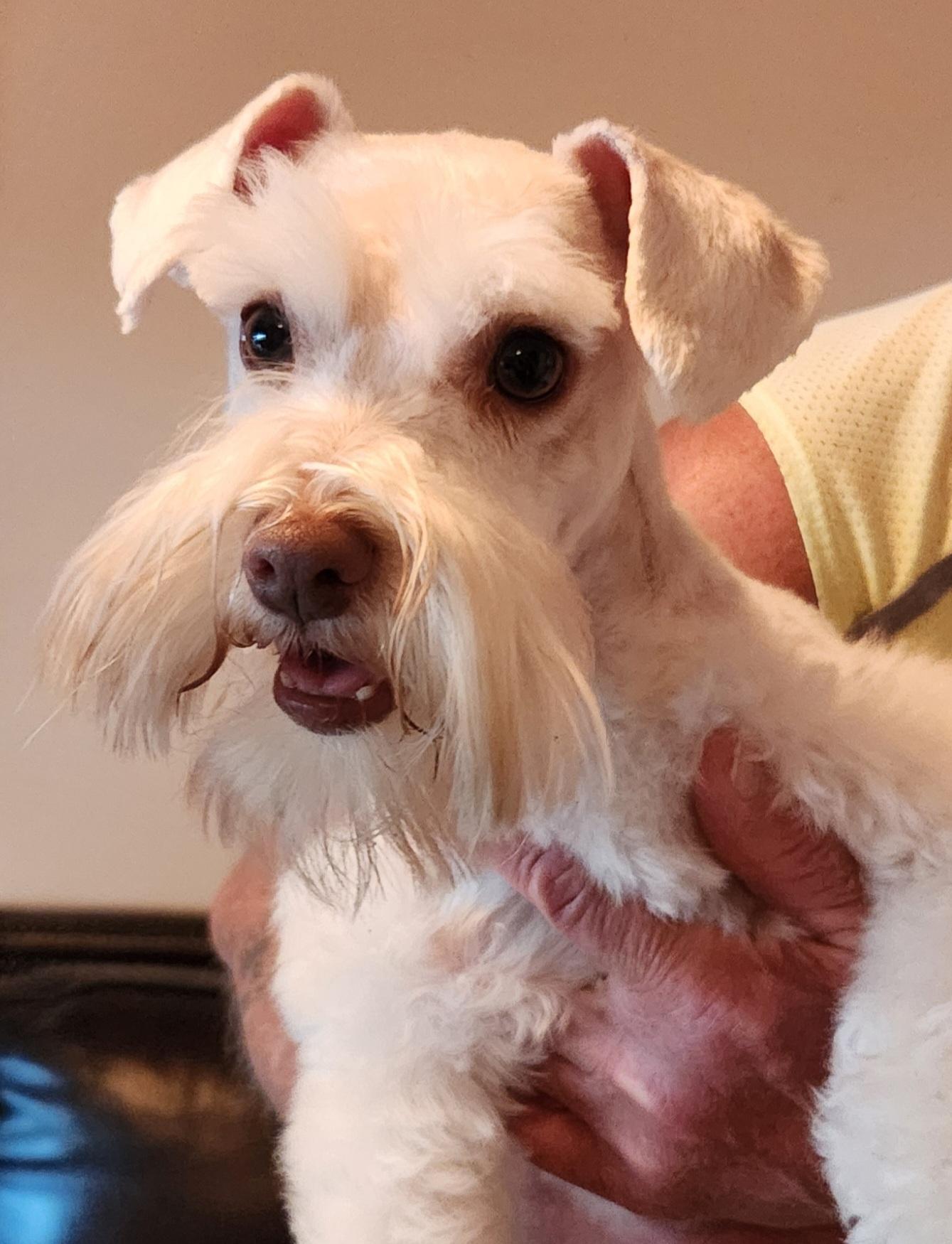 Enlarge Hazel, an adopted Miniature Schnauzer in North Augusta, SC image 2/4