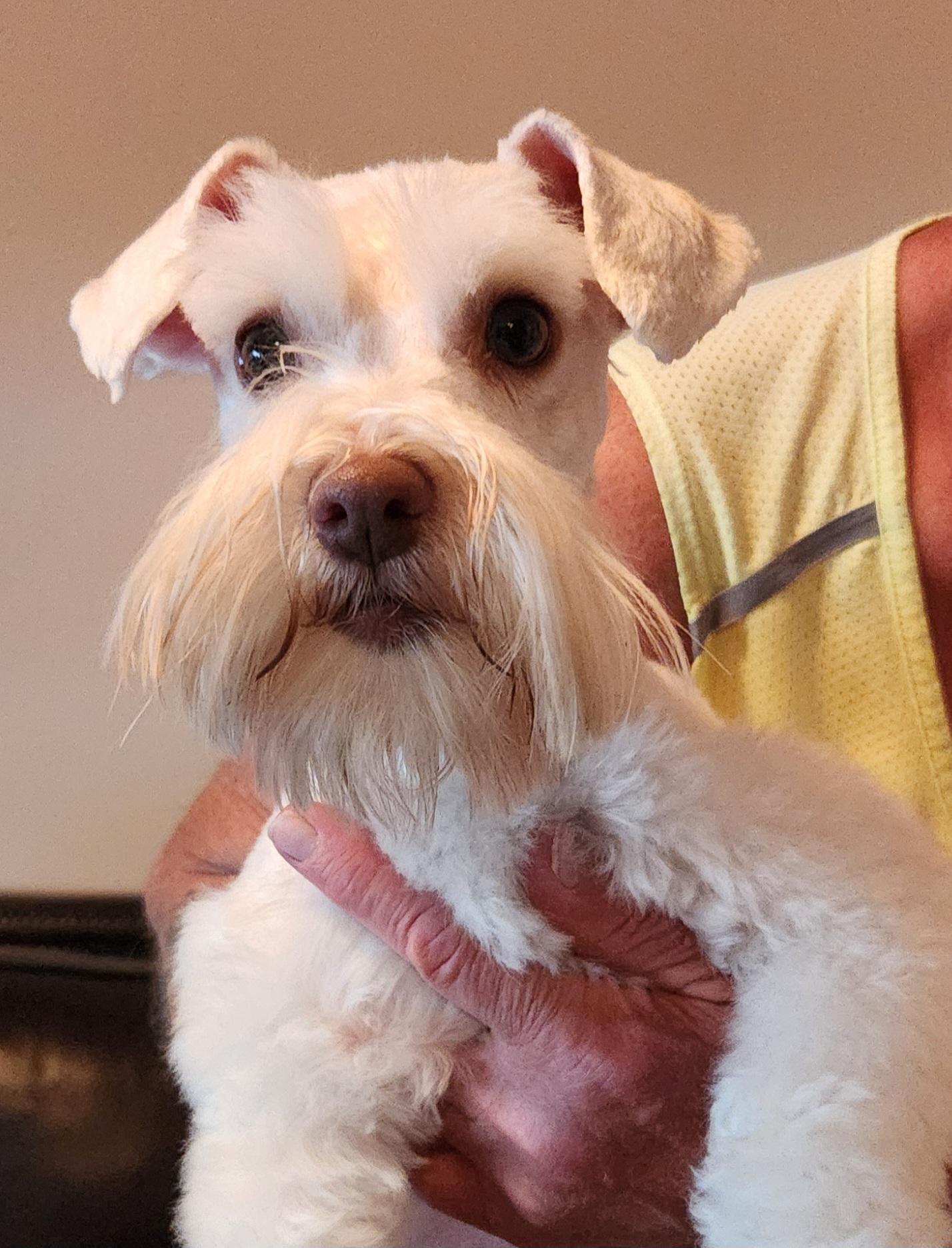 Enlarge Hazel, an adopted Miniature Schnauzer in North Augusta, SC image 1/4