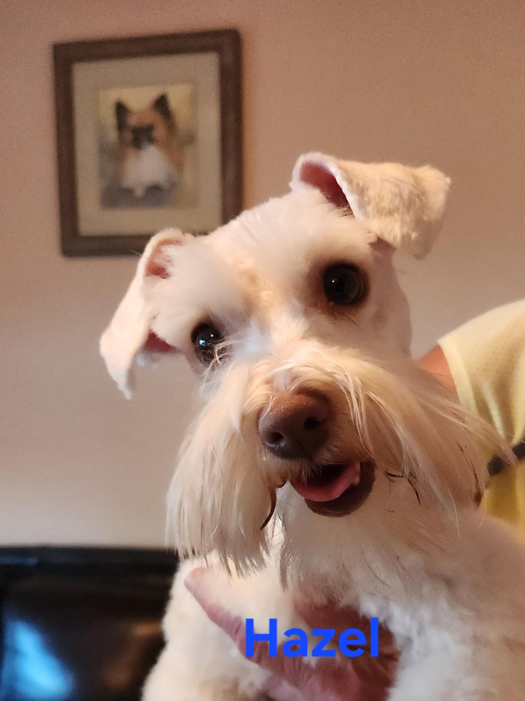 Enlarge Hazel, an adopted Miniature Schnauzer in North Augusta, SC image 3/4