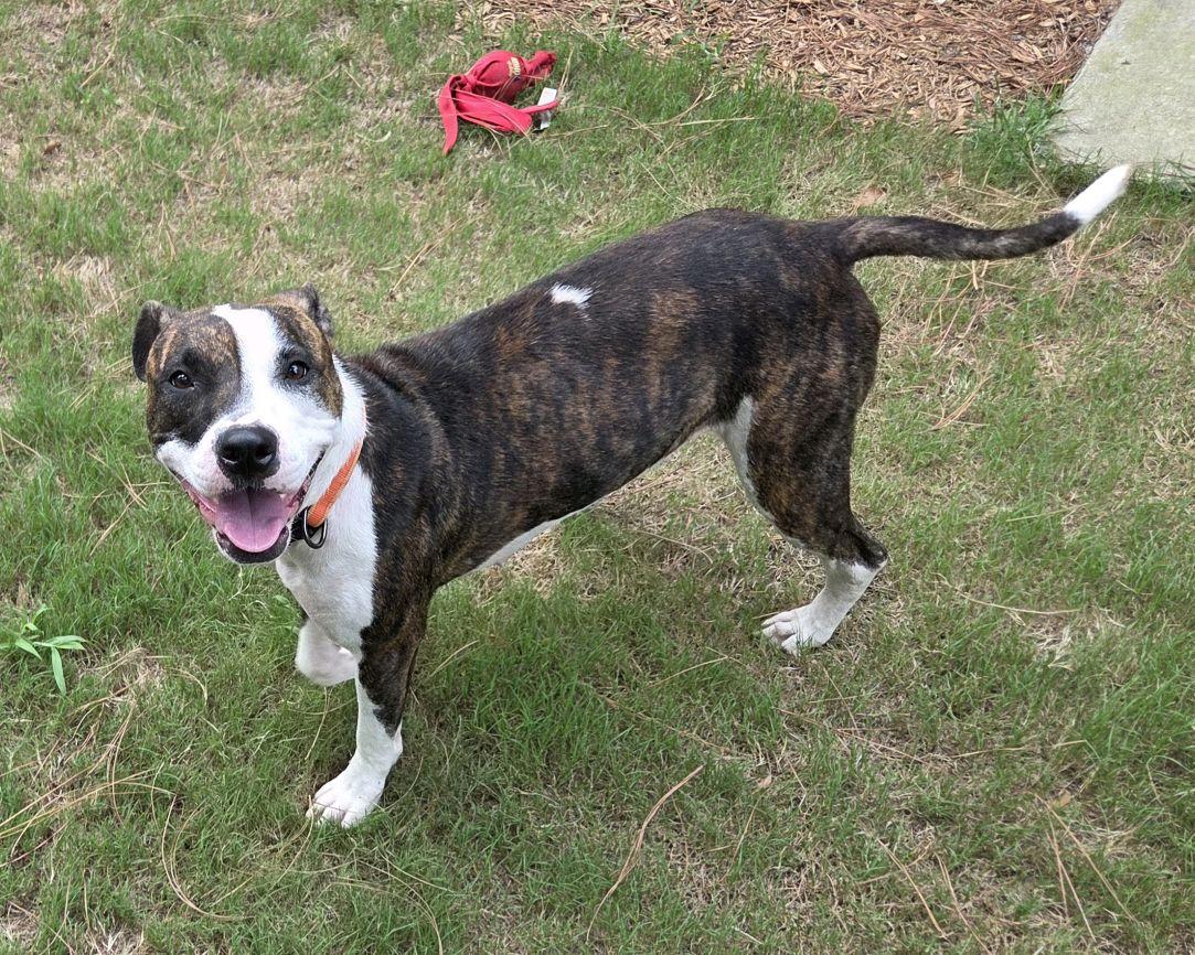 Jackie, a ADOPTABLE Mixed Breed in North Augusta, SC image 2/6