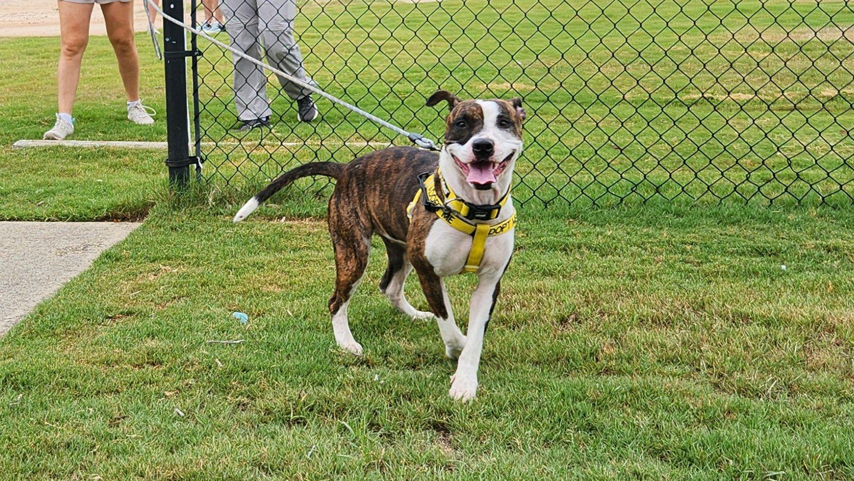 Jackie, a ADOPTABLE Mixed Breed in North Augusta, SC image 5/6