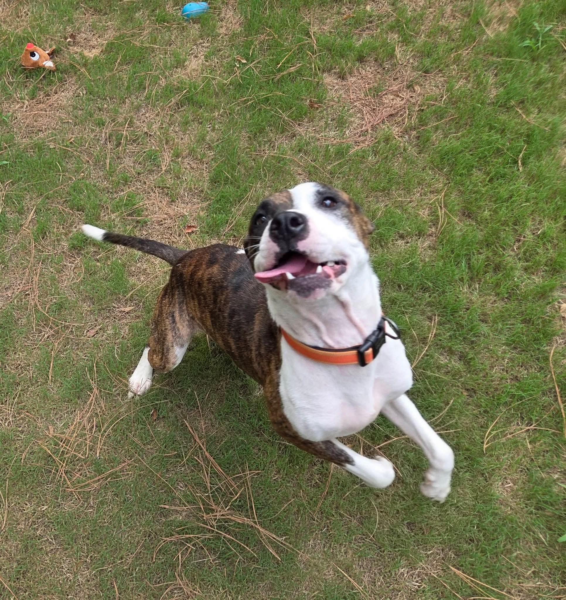 Enlarge Jackie, a Adoptable mixed breed in North Augusta, SC image 2/6