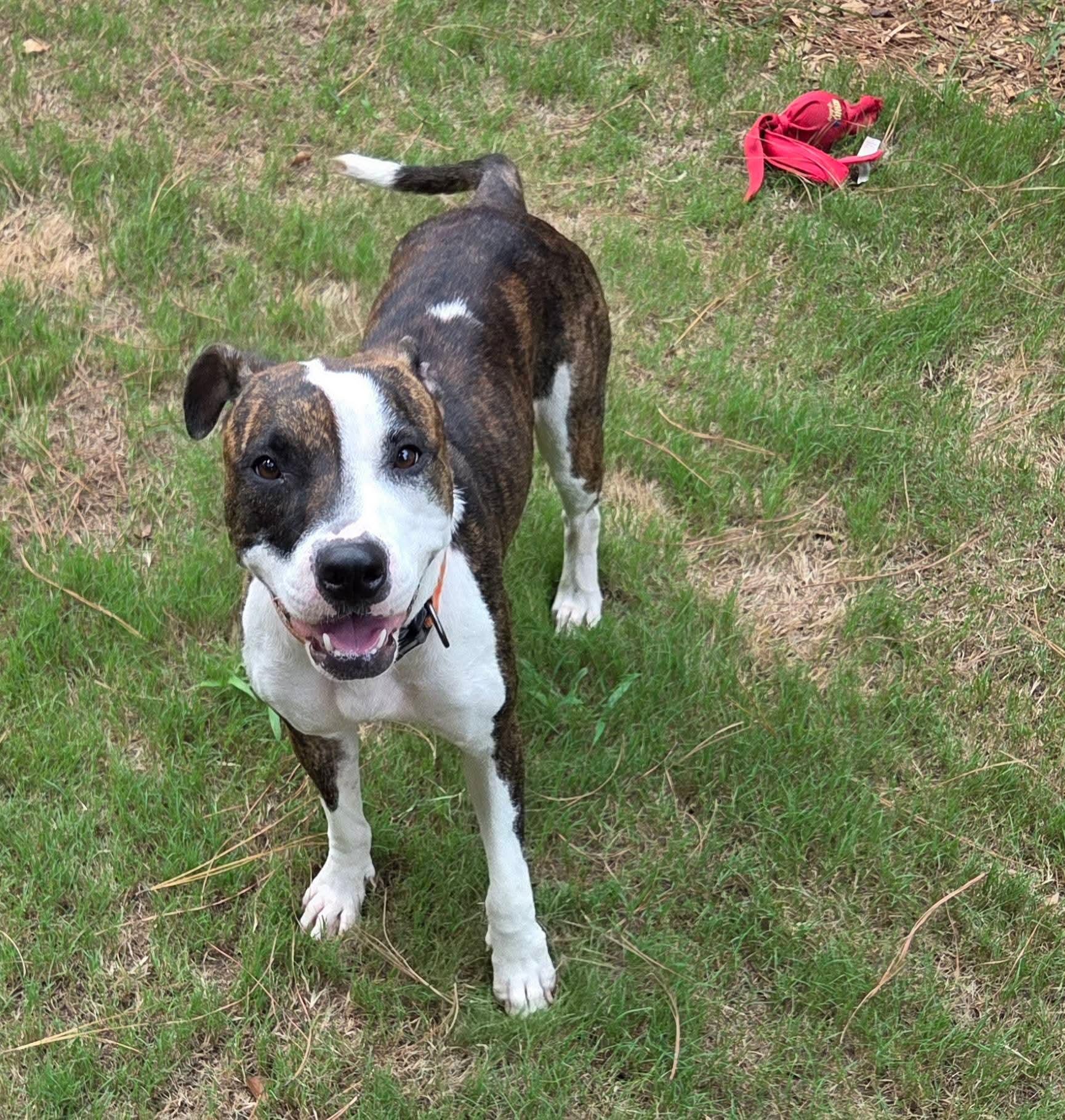 Enlarge Jackie, a Adoptable mixed breed in North Augusta, SC image 4/6