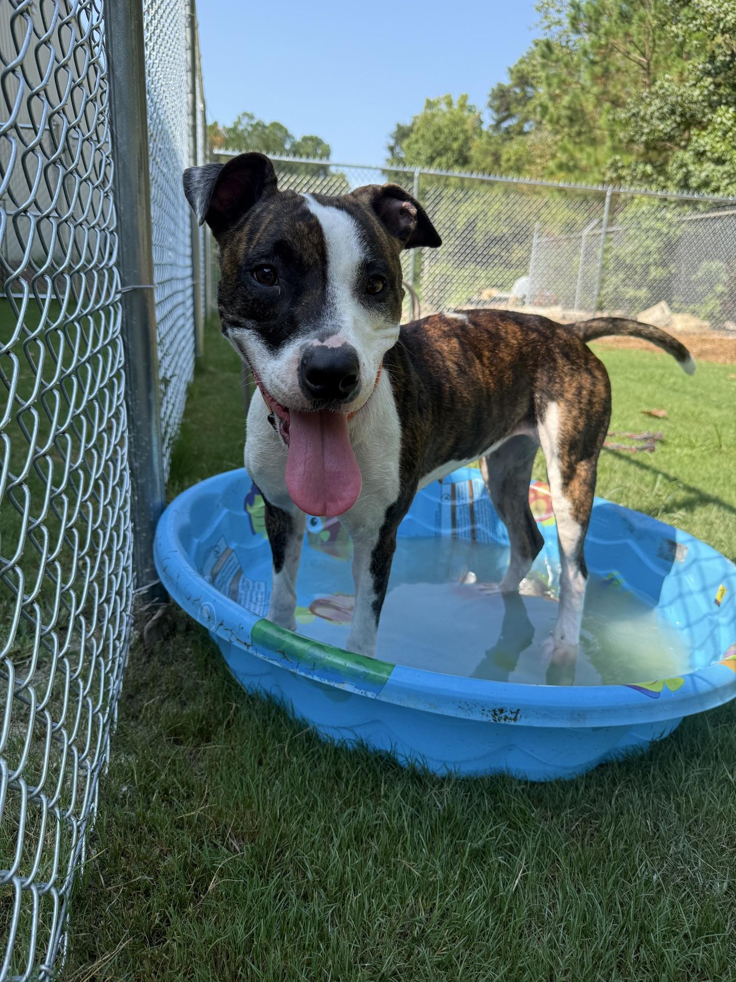Jackie, a ADOPTABLE Mixed Breed in North Augusta, SC image 6/6