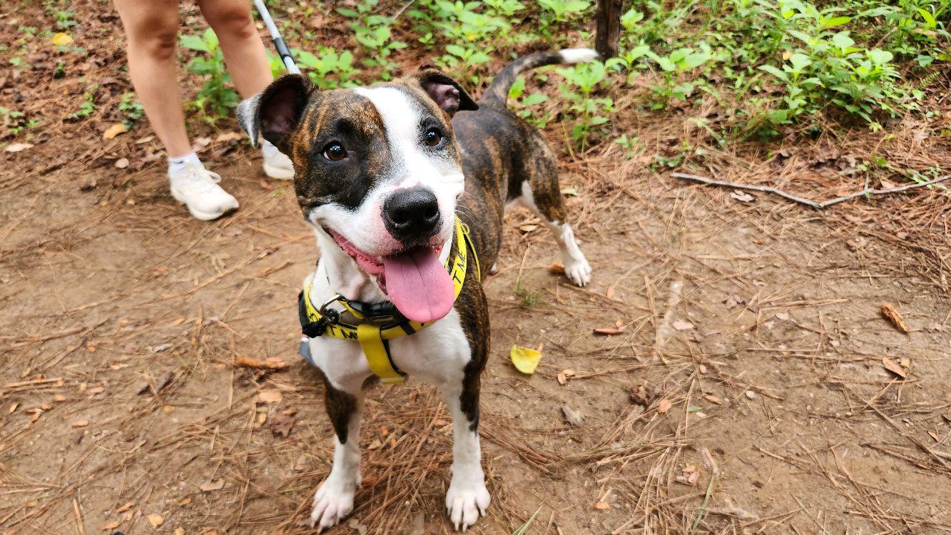 Jackie, a ADOPTABLE Mixed Breed in North Augusta, SC image 4/6
