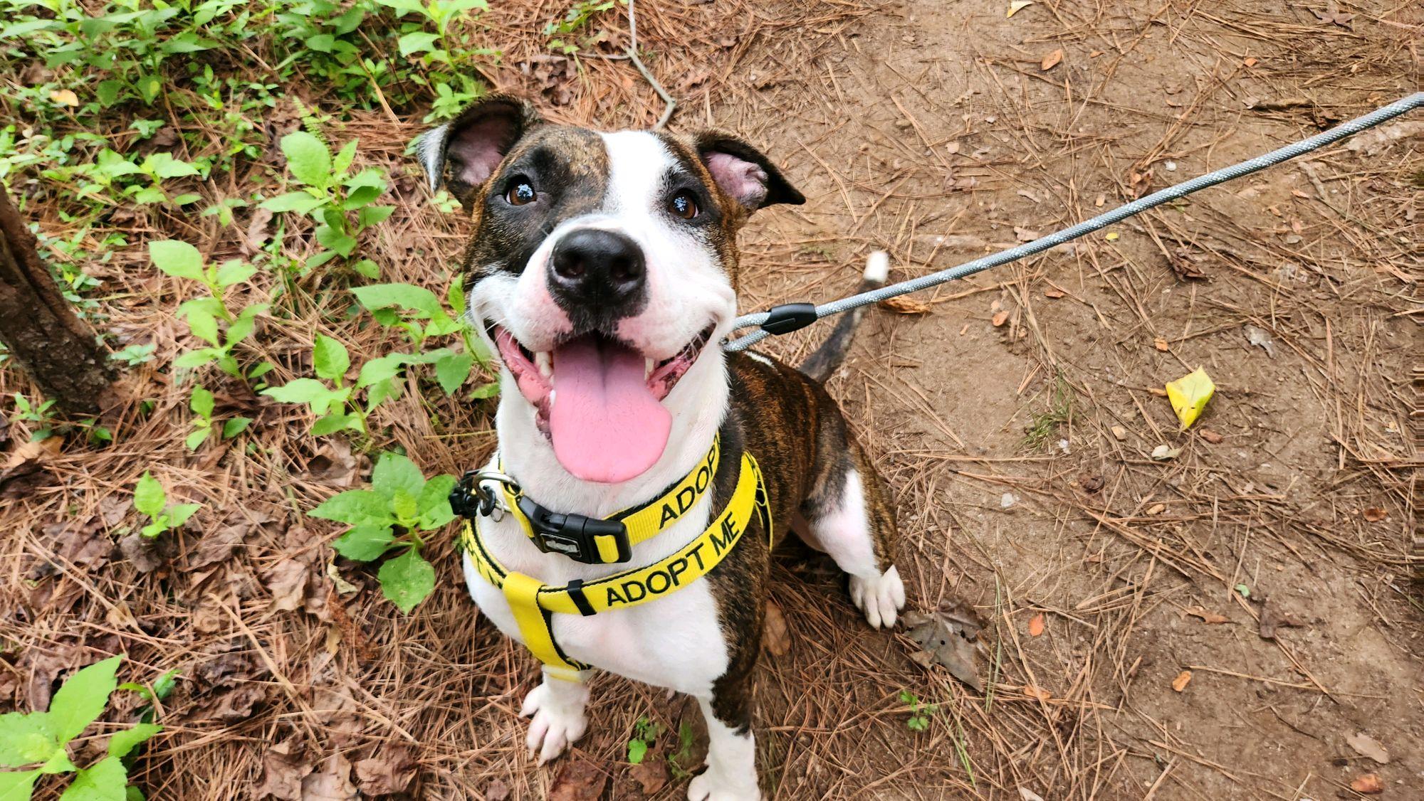 Jackie, Adoptable, Adult Female Mixed Breed.