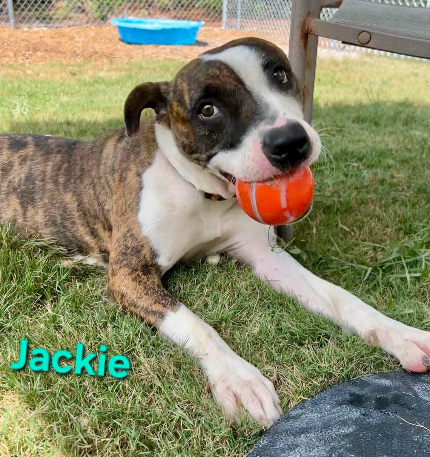 Enlarge Jackie, a Adoptable mixed breed in North Augusta, SC image 1/6
