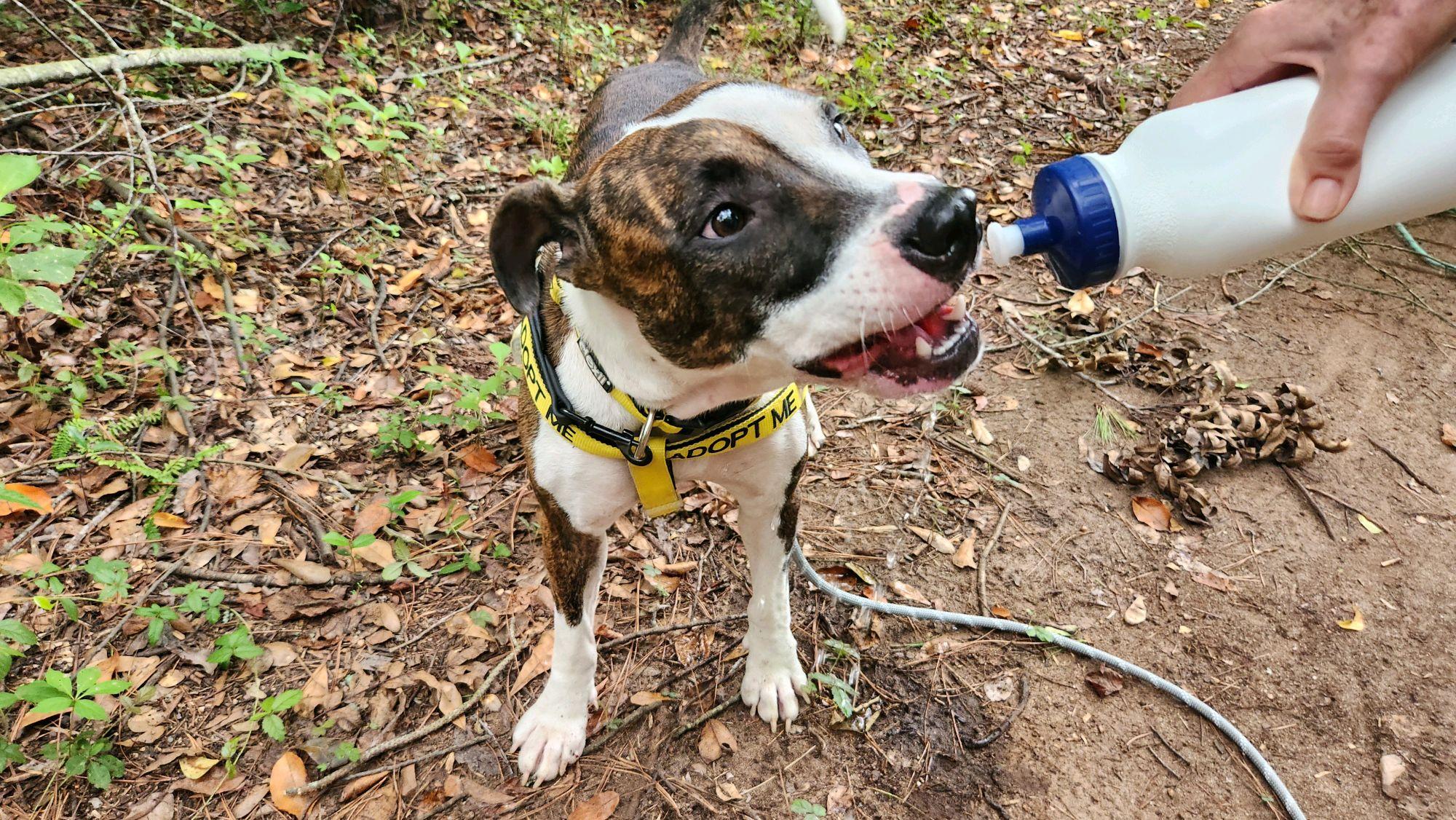 Jackie, ADOPTABLE, Adult Female Mixed Breed.