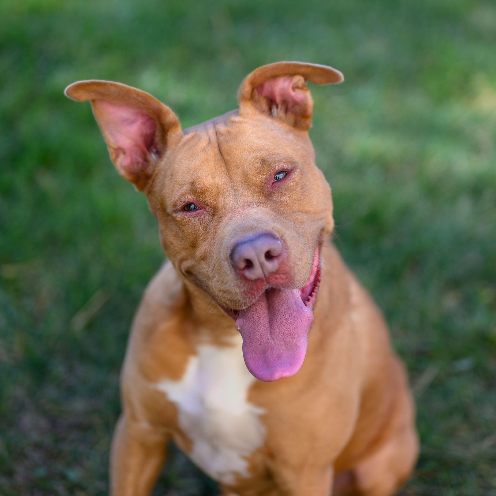 GINGER, Adoptable, Adult Female Pit Bull Terrier.