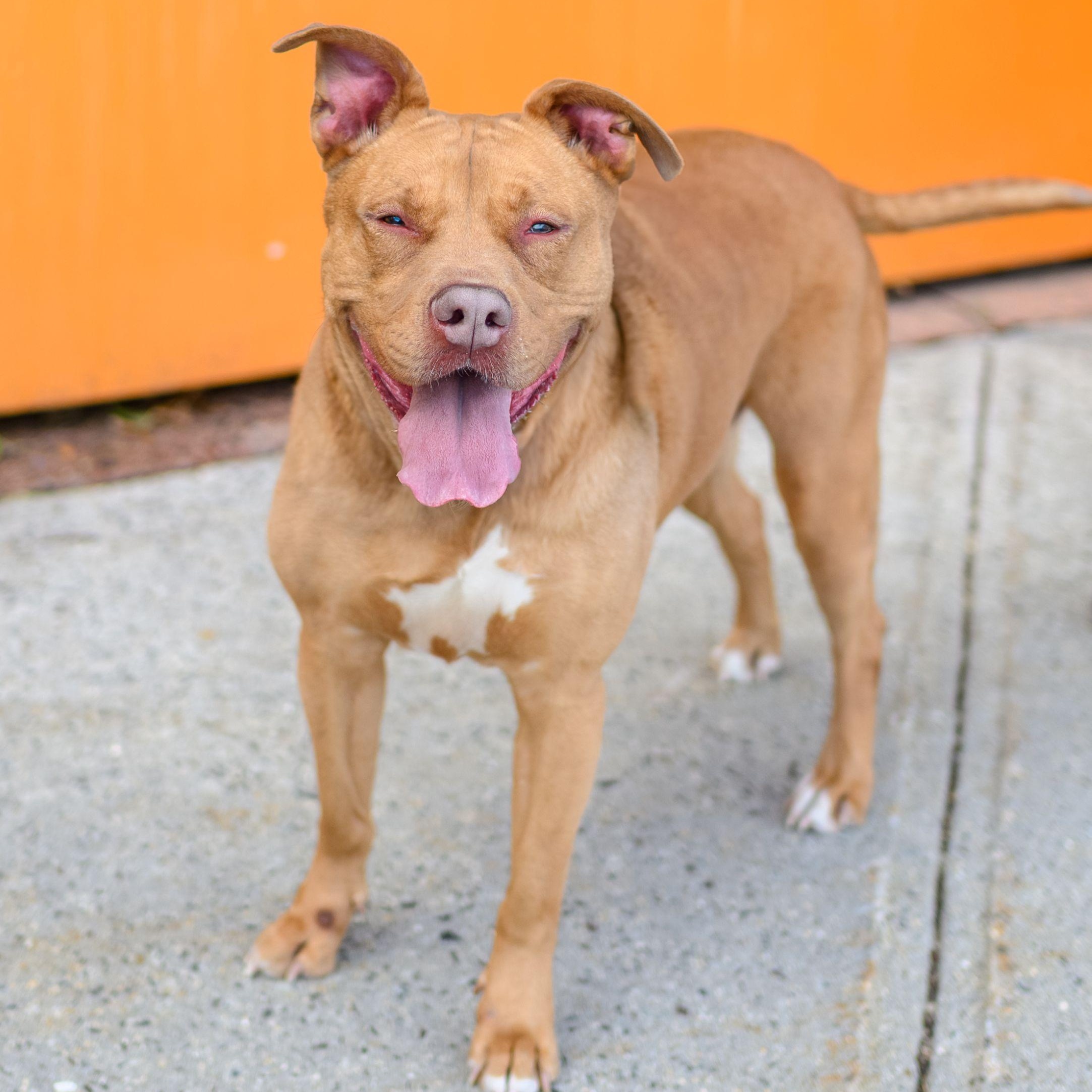 Enlarge GINGER, a Adoptable Pit Bull Terrier in Hamilton, NJ image 5/6