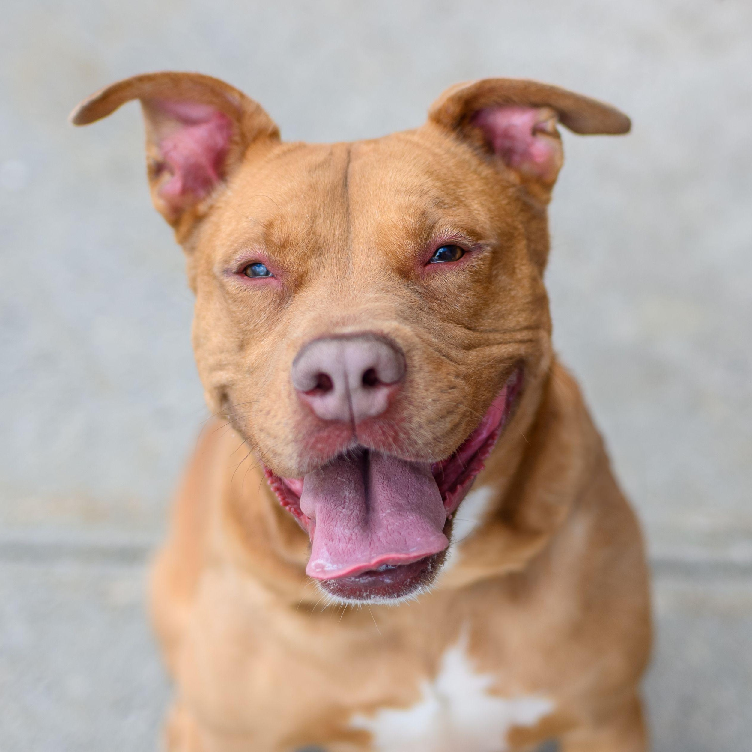 Enlarge GINGER, a Adoptable Pit Bull Terrier in Hamilton, NJ image 3/6